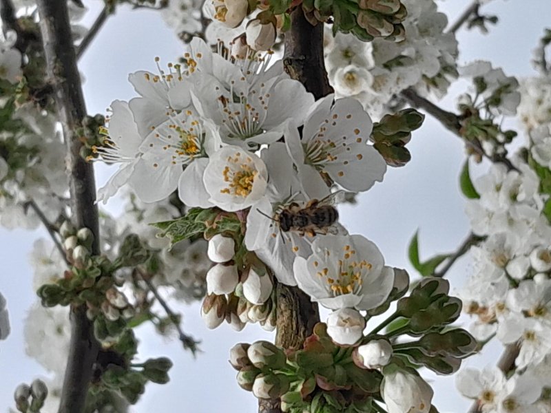 ABEILLE DOMESTIQUE. Les sacs à pollen bien remplis, le plein de nectar effectué, près pour le retour à la ruche. MARIE-PIERRE TESSIER